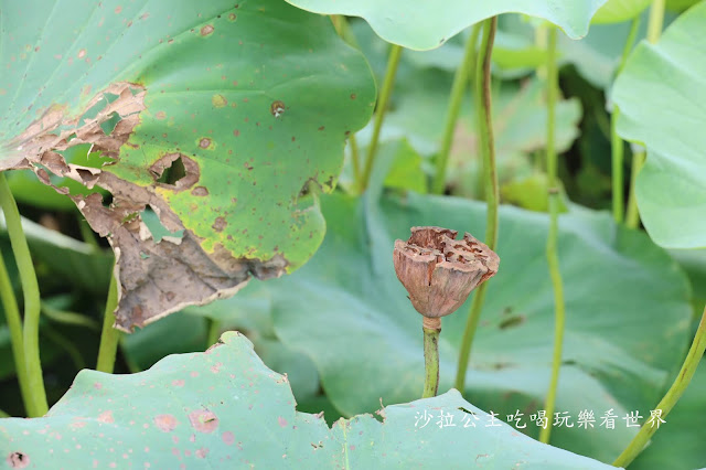 新竹竹北景點免門票『新瓦屋客家文化保存區』文青打卡景點 34 新竹竹北景點免門票『新瓦屋客家文化保存區』文青打卡景點
