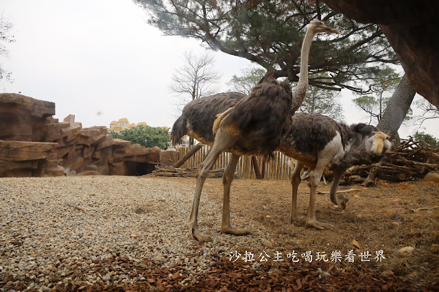 全台最老動物園『新竹動物園』全新打造沒有籠子友善動物園/新竹景點 16 全台最老動物園『新竹動物園』全新打造沒有籠子友善動物園/新竹景點