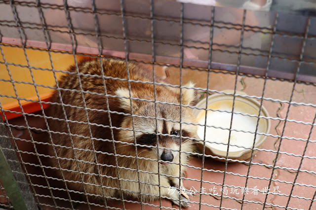 宜蘭礁溪景點『水鹿咖啡親子餐廳』迷你馬.水鹿.沙坑.小火車.賽車場.菜單 52 宜蘭礁溪景點『水鹿咖啡親子餐廳』迷你馬.水鹿.沙坑.小火車.賽車場.菜單