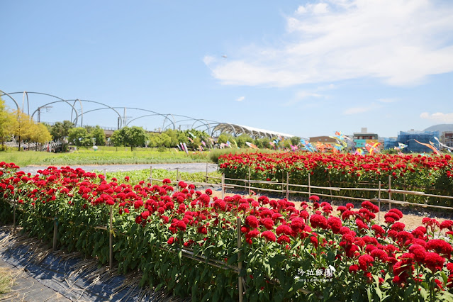 3000株日本波波草超療癒,台版羊角村、大碗公溜滑梯 24 3000株日本波波草超療癒,台版羊角村、大碗公溜滑梯