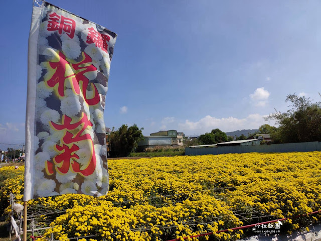 銅鑼杭菊搭火車也可以賞花!!交通指引 16 銅鑼杭菊搭火車也可以賞花!!交通指引