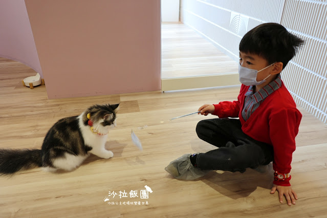 台北擼貓咖啡甜點『擼LALA Sweets松菸店』療癒系超萌小貓 13 台北擼貓咖啡甜點『擼LALA Sweets松菸店』療癒系超萌小貓