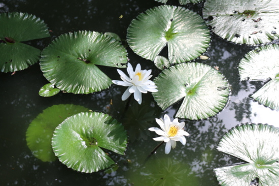 IMG_1157.jpg IMG_1157.jpg