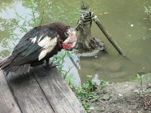 芝山文化生態綠園【士林】 26 芝山文化生態綠園【士林】