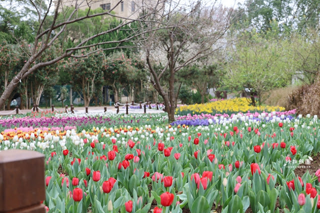 台北景點鬱金香花展『花卉試驗中心』台北人的小秘境 22 台北景點鬱金香花展『花卉試驗中心』台北人的小秘境