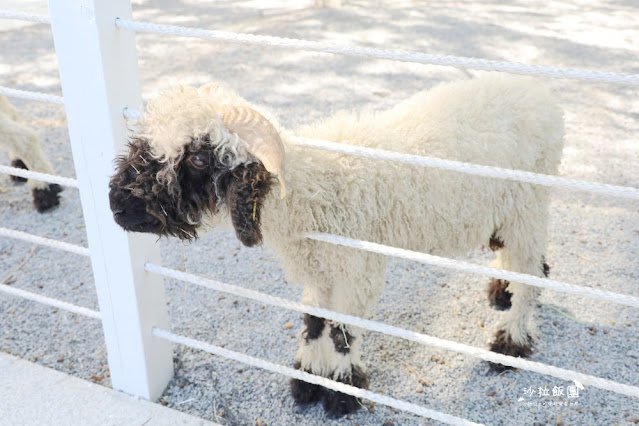 宜蘭最新玻璃屋咖啡廳『黑RURU CAFE』超萌笑笑羊可愛指數爆棚 29 宜蘭最新玻璃屋咖啡廳『黑RURU CAFE』超萌笑笑羊可愛指數爆棚