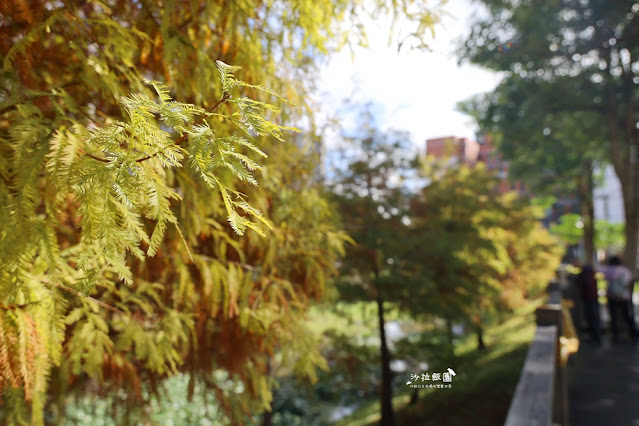 北投奇岩一號公園、落羽松、共融式兒童遊樂場、生態池 12 北投奇岩一號公園、落羽松、共融式兒童遊樂場、生態池