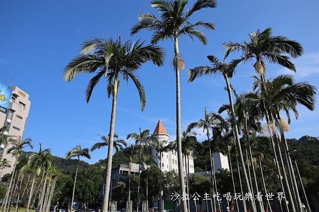 城市角落的秘境，一整排落羽松，美得低調又療癒