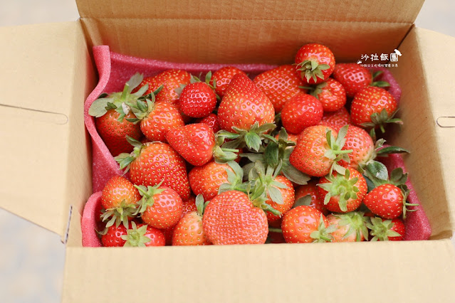 苗栗大湖草莓園推薦『最後一家得草莓園』超大奶油草莓人見人愛 23 苗栗大湖草莓園推薦『最後一家得草莓園』超大奶油草莓人見人愛