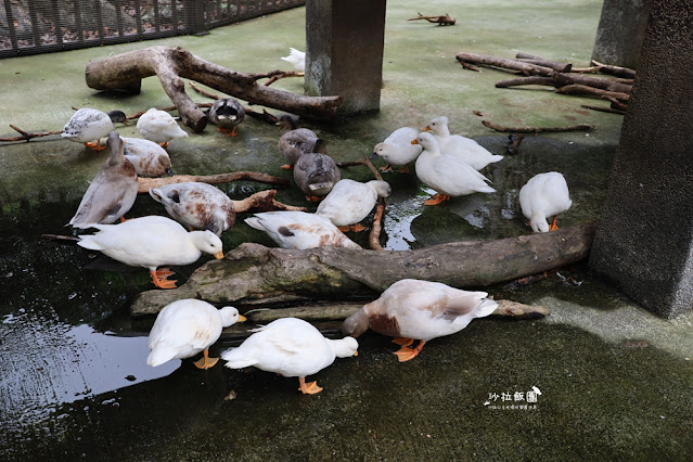 互動綠舞最新萌寵梅花鹿、品嚐無菜單料理、體驗大正文青袴和洋浪漫 62 互動綠舞最新萌寵梅花鹿、品嚐無菜單料理、體驗大正文青袴和洋浪漫