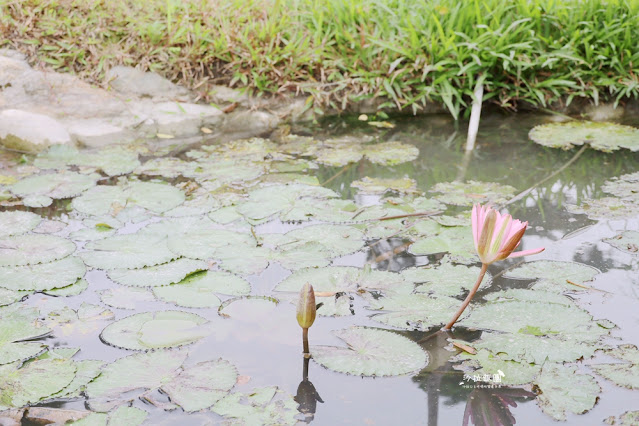花蓮日式庭園景觀『張家的樹園』餵動物梅花鹿、草泥馬 8 花蓮日式庭園景觀『張家的樹園』餵動物梅花鹿、草泥馬