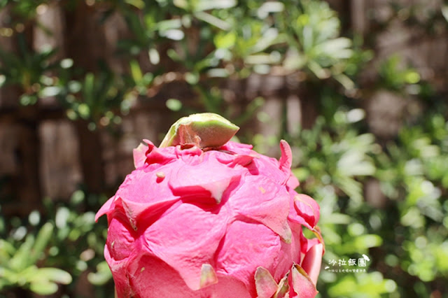挺小農做公益,i郵購關懷農產-全國評鑑優選的彰化紅龍果 71 挺小農做公益,i郵購關懷農產-全國評鑑優選的彰化紅龍果