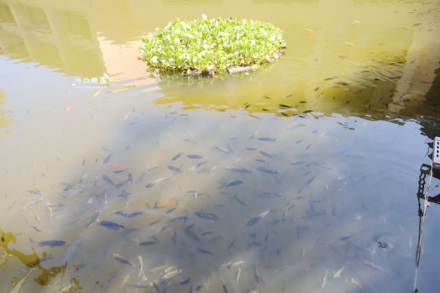 宜蘭員山親子飯店『宜蘭力麗威斯汀度假酒』感受禪風秘境日式度假氛圍