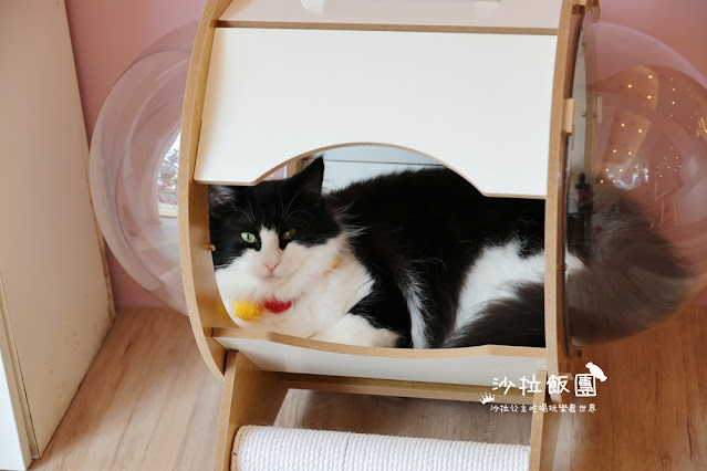 台北擼貓咖啡甜點『擼LALA Sweets松菸店』療癒系超萌小貓 19 台北擼貓咖啡甜點『擼LALA Sweets松菸店』療癒系超萌小貓