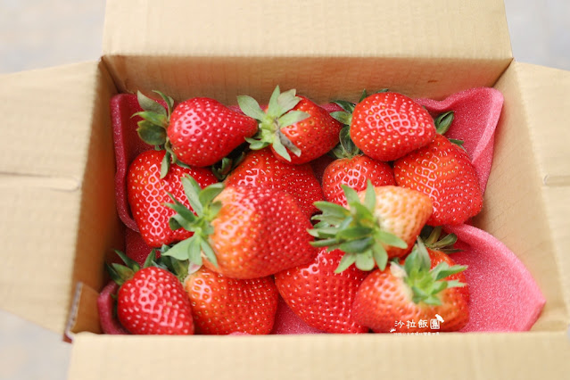 苗栗大湖草莓園推薦『最後一家得草莓園』超大奶油草莓人見人愛 26 苗栗大湖草莓園推薦『最後一家得草莓園』超大奶油草莓人見人愛