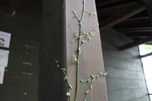 IMG_1172.jpg IMG_1172.jpg