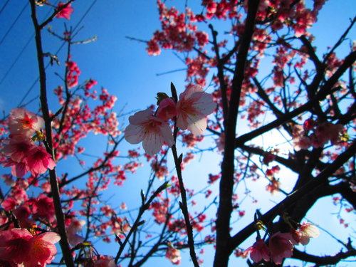 我的秘密花園&平等里賞櫻【平菁街42巷】 25 我的秘密花園&平等里賞櫻【平菁街42巷】