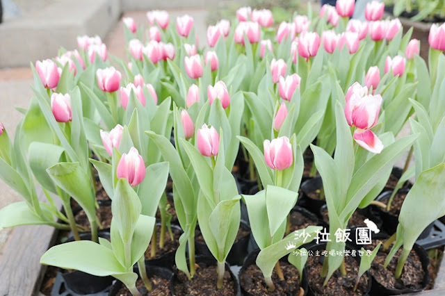 2025士林官邸鬱金香展-愛的遇藝13萬株來自荷蘭和日本鬱金香 7 2025士林官邸鬱金香展-愛的遇藝13萬株來自荷蘭和日本鬱金香