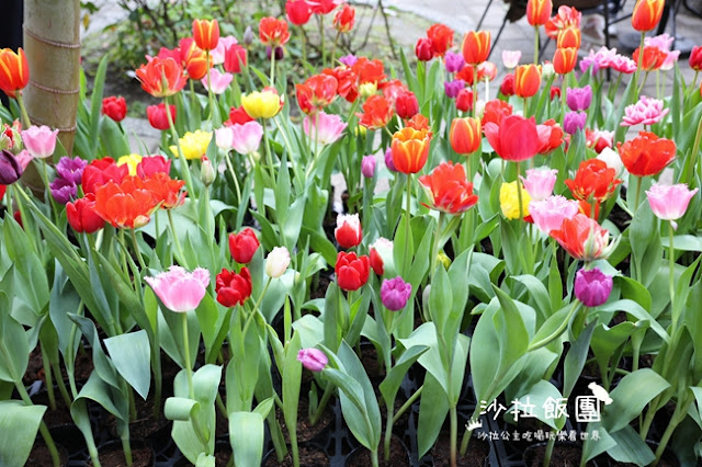 2025士林官邸鬱金香展-愛的遇藝13萬株來自荷蘭和日本鬱金香 12 2025士林官邸鬱金香展-愛的遇藝13萬株來自荷蘭和日本鬱金香
