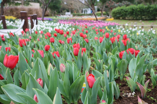 台北景點鬱金香花展『花卉試驗中心』台北人的小秘境 13 台北景點鬱金香花展『花卉試驗中心』台北人的小秘境