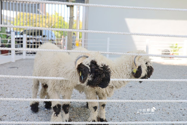 宜蘭最新玻璃屋咖啡廳『黑RURU CAFE』超萌笑笑羊可愛指數爆棚 28 宜蘭最新玻璃屋咖啡廳『黑RURU CAFE』超萌笑笑羊可愛指數爆棚