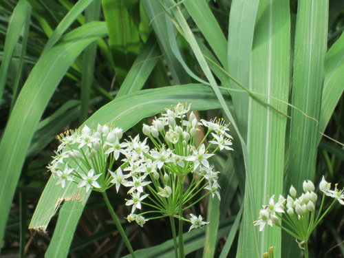 芝山文化生態綠園【士林】 19 芝山文化生態綠園【士林】