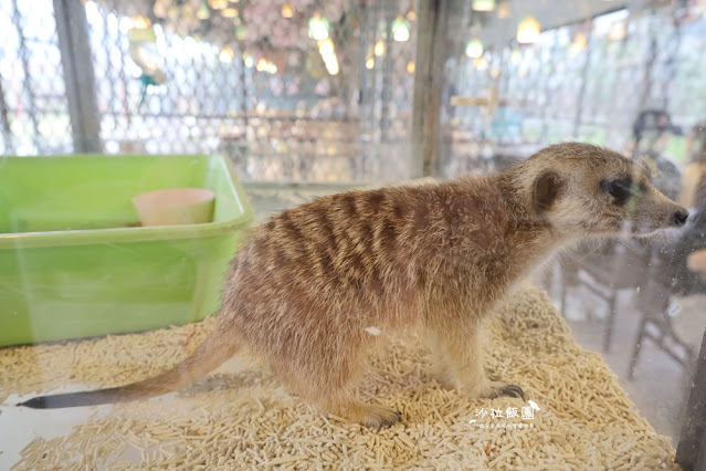 花蓮日式庭園景觀『張家的樹園』餵動物梅花鹿、草泥馬 20 花蓮日式庭園景觀『張家的樹園』餵動物梅花鹿、草泥馬