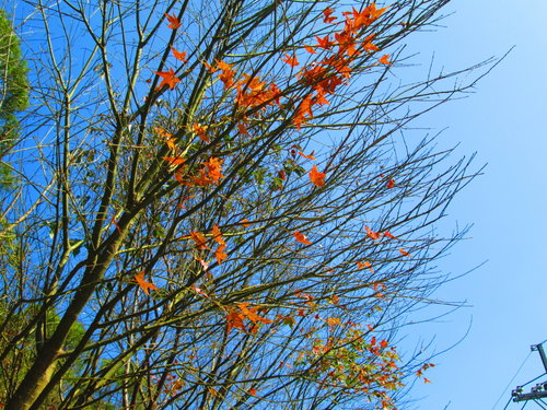 我的秘密花園&平等里賞櫻【平菁街42巷】 8 我的秘密花園&平等里賞櫻【平菁街42巷】