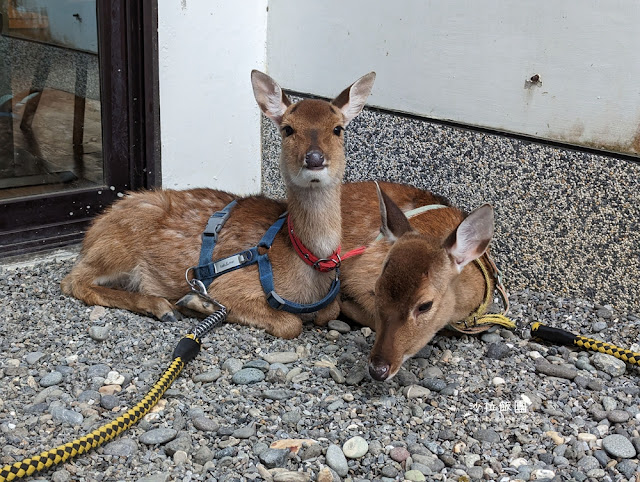 互動綠舞最新萌寵梅花鹿、品嚐無菜單料理、體驗大正文青袴和洋浪漫 55 互動綠舞最新萌寵梅花鹿、品嚐無菜單料理、體驗大正文青袴和洋浪漫