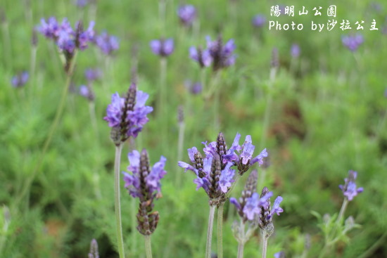 IMG_7069.jpg IMG_7069.jpg