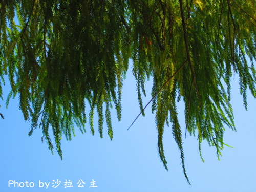 IMG_7081.jpg IMG_7081.jpg