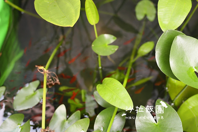 台南東區美食『炸雞洋行榮譽店』隱藏在老宅中的美味炸雞 11 台南東區美食『炸雞洋行榮譽店』隱藏在老宅中的美味炸雞