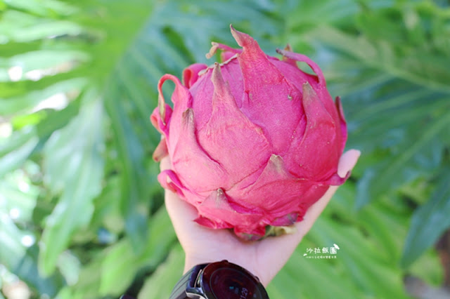 挺小農做公益,i郵購關懷農產-全國評鑑優選的彰化紅龍果 70 挺小農做公益,i郵購關懷農產-全國評鑑優選的彰化紅龍果