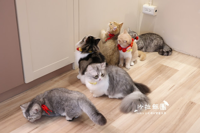 台北擼貓咖啡甜點『擼LALA Sweets松菸店』療癒系超萌小貓 25 台北擼貓咖啡甜點『擼LALA Sweets松菸店』療癒系超萌小貓