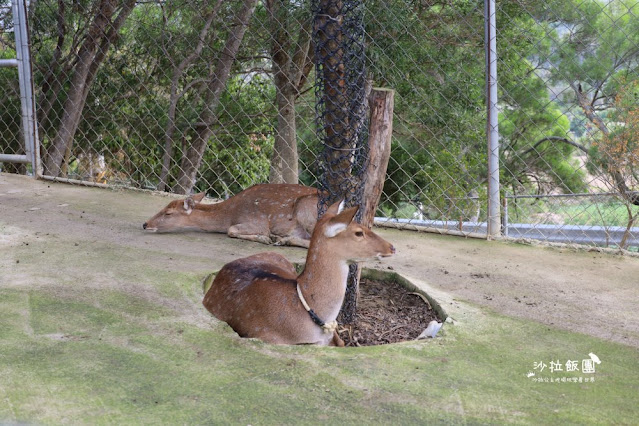 苗栗苑裡景點『綠意山莊』150元拍到翻、哈比村、粉紅城堡、露營、小木屋 65 苗栗苑裡景點『綠意山莊』150元拍到翻、哈比村、粉紅城堡、露營、小木屋