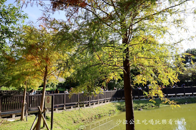 城市角落的秘境，一整排落羽松，美得低調又療癒