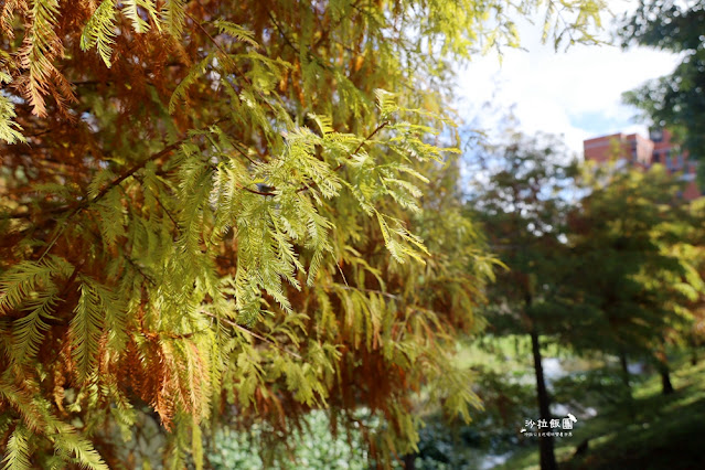 北投奇岩一號公園、落羽松、共融式兒童遊樂場、生態池 11 北投奇岩一號公園、落羽松、共融式兒童遊樂場、生態池