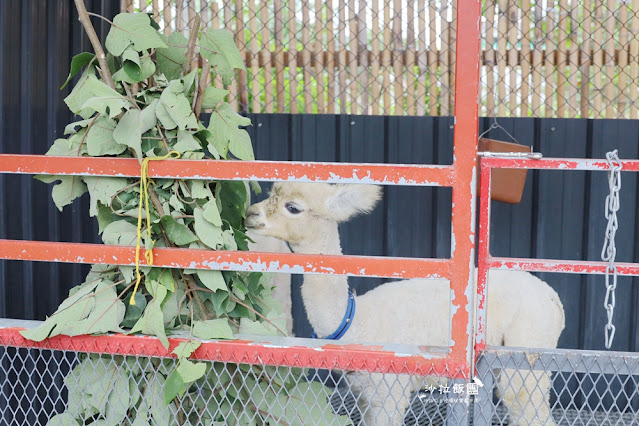 花蓮日式庭園景觀『張家的樹園』餵動物梅花鹿、草泥馬 43 花蓮日式庭園景觀『張家的樹園』餵動物梅花鹿、草泥馬