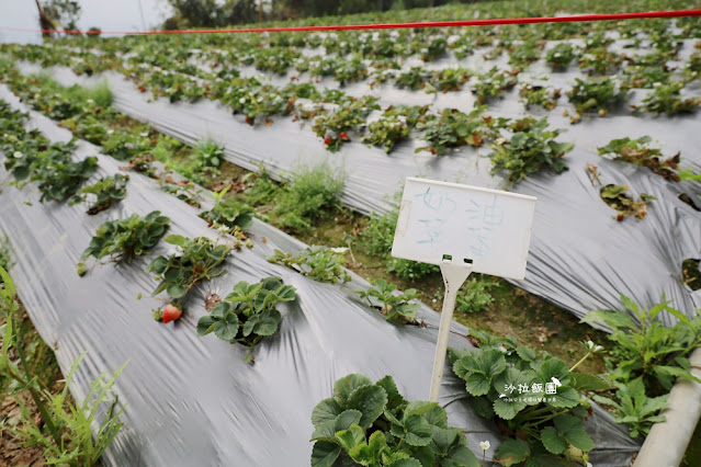 苗栗大湖草莓園推薦『最後一家得草莓園』超大奶油草莓人見人愛 20 苗栗大湖草莓園推薦『最後一家得草莓園』超大奶油草莓人見人愛