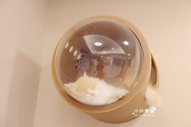 宜蘭最新貓咪甜點店，綠舞新品牌『擼らら Sweets』療癒撸貓餐廳