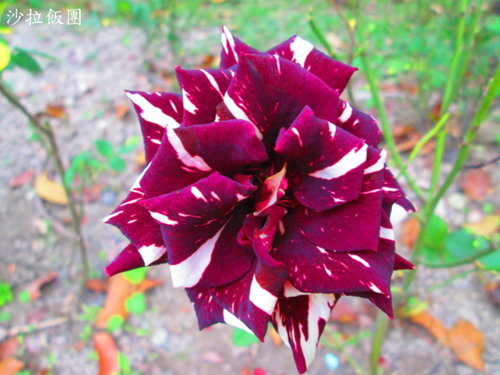 台北自來水源區「公館站」 32 台北自來水源區「公館站」