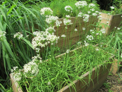 芝山文化生態綠園【士林】 18 芝山文化生態綠園【士林】