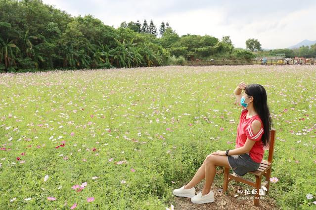 免費入場【2021愛戀關渡花現幸福】5公頃大片花海,北投景點 12 免費入場【2021愛戀關渡花現幸福】5公頃大片花海,北投景點