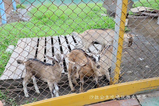 宜蘭員山景點『可達羊場』免門票.百元就可以餵羊.兔子.鴨子.親子景點 18 宜蘭員山景點『可達羊場』免門票.百元就可以餵羊.兔子.鴨子.親子景點