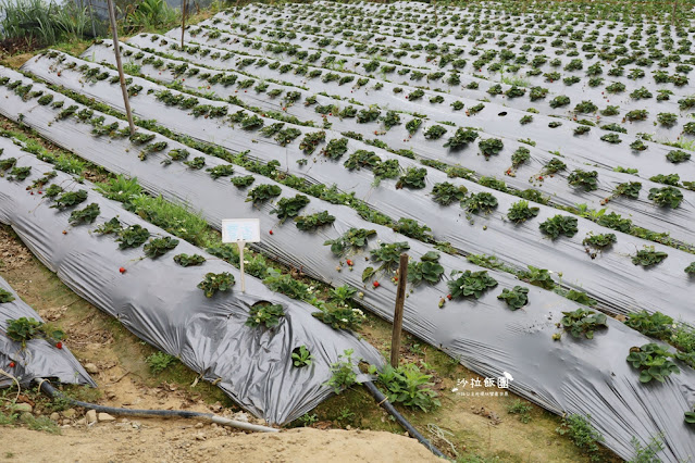 苗栗大湖草莓園推薦『最後一家得草莓園』超大奶油草莓人見人愛 7 苗栗大湖草莓園推薦『最後一家得草莓園』超大奶油草莓人見人愛