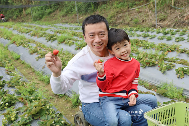 苗栗大湖草莓園推薦『最後一家得草莓園』超大奶油草莓人見人愛 12 苗栗大湖草莓園推薦『最後一家得草莓園』超大奶油草莓人見人愛
