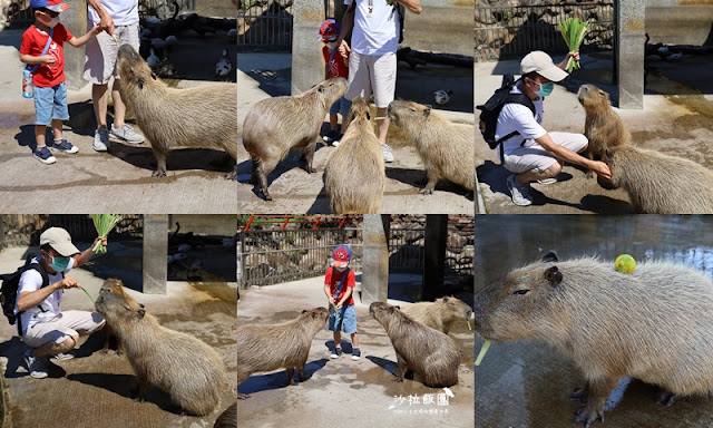 宜蘭住宿親子景點『綠舞國際觀光飯店』一泊二食住房 116 宜蘭住宿親子景點『綠舞國際觀光飯店』一泊二食住房