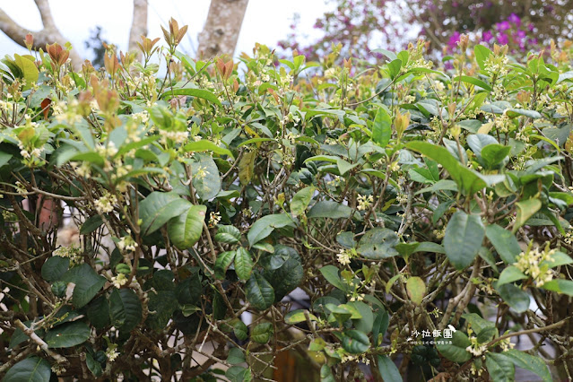 苗栗鍾鼎山林雲海景觀餐廳,人氣養生薑黃火鍋&雲海老薑蒸足浴 8 苗栗鍾鼎山林雲海景觀餐廳,人氣養生薑黃火鍋&雲海老薑蒸足浴