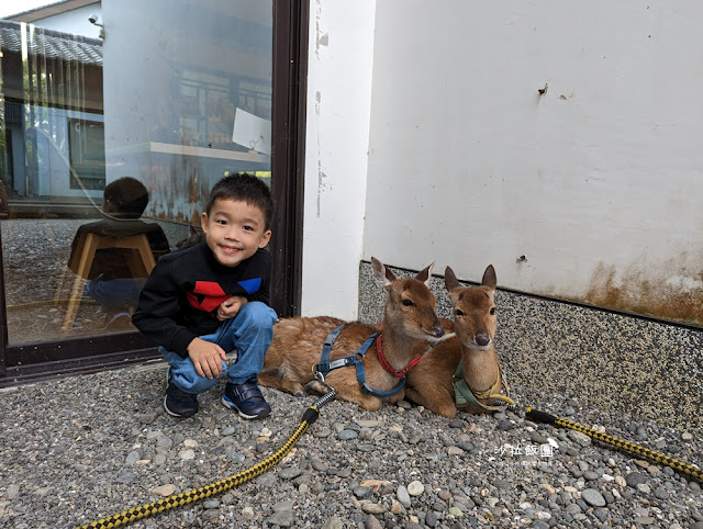 互動綠舞最新萌寵梅花鹿、品嚐無菜單料理、體驗大正文青袴和洋浪漫 56 互動綠舞最新萌寵梅花鹿、品嚐無菜單料理、體驗大正文青袴和洋浪漫