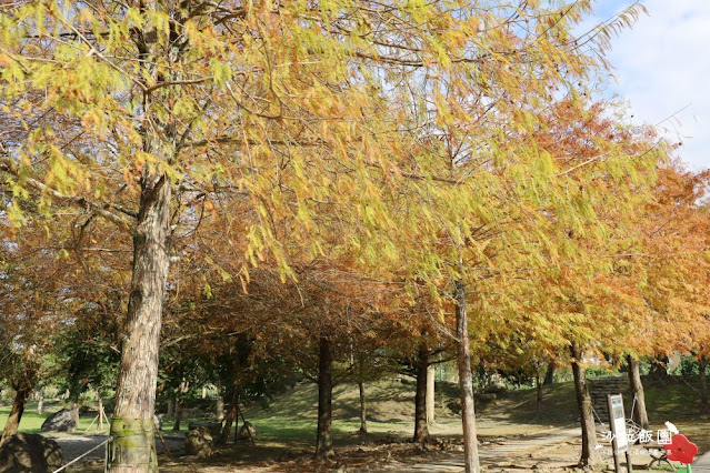 頭城景點頭城最新特色公園『頭城運動公園』宜蘭最美的共融公園、落羽松 7 頭城景點頭城最新特色公園『頭城運動公園』宜蘭最美的共融公園、落羽松